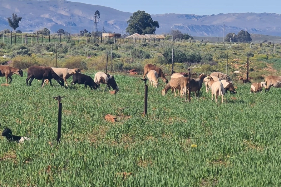 0 Bedroom Property for Sale in Touws River Rural Western Cape